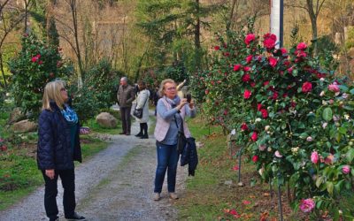 Sabato 16 marzo l’inaugurazione della ‘XXX Mostra Antiche Camelie della Lucchesia’