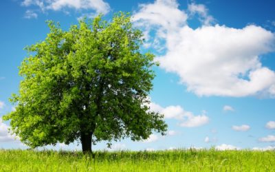 Un concorso intitolato ‘Albero amico’ rivolto alle scuole dell’infanzia, primarie e secondarie di primo grado